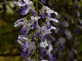 Wisteria floribunda Issai IMG_3718 Glicynia kwiecista